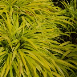 Hakonechloa macra All Gold