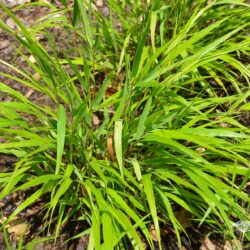 Hakonechloa macra Beni-Kaze