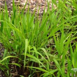 Hakonechloa macra Beni-Kaze