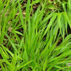 Hakonechloa macra Beni-Kaze