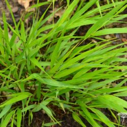 Hakonechloa macra Beni-Kaze