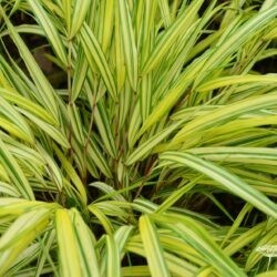 Hakonechloa macra Naomi