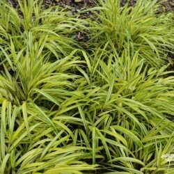 Hakonechloa macra Naomi