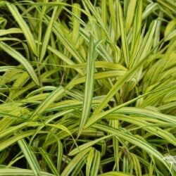 Hakonechloa macra Naomi