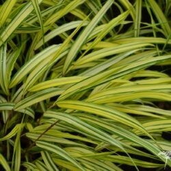 Hakonechloa macra Naomi