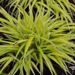 Hakonechloa macra Stripe it Rich