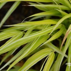 Hakonechloa macra Stripe it Rich