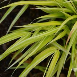 Hakonechloa macra Stripe it Rich