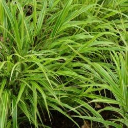 Hakonechloa marca Albostriata