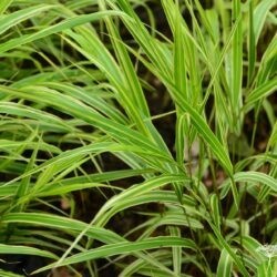 Hakonechloa marca Albostriata