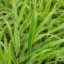 Hakonechloa marca Albostriata