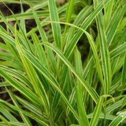 Hakonechloa marca Albostriata