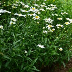 Leucanthemum Gruppenstolz