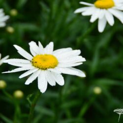 Leucanthemum Gruppenstolz