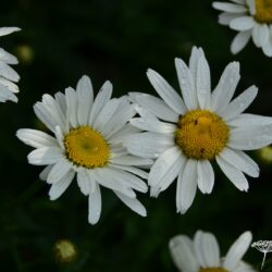 Leucanthemum Gruppenstolz