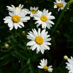 Leucanthemum Gruppenstolz