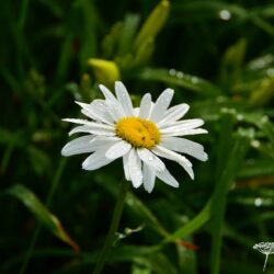 Leucanthemum Gruppenstolz