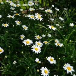 Leucanthemum Gruppenstolz