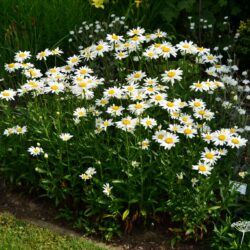 Leucanthemum Gruppenstolz