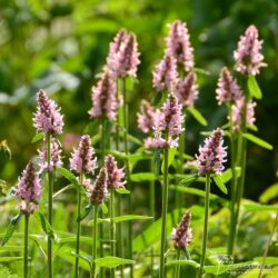 Stachys monieri Spitzweg