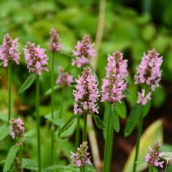 Stachys monieri Spitzweg