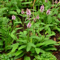 Stachys monieri Spitzweg