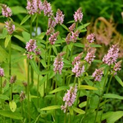 Stachys monieri Spitzweg