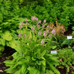 Stachys monieri Spitzweg