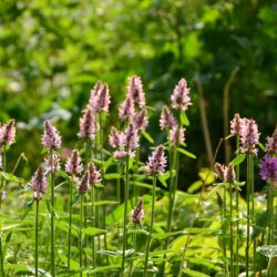 Stachys monieri Spitzweg