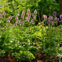 Stachys monieri Spitzweg