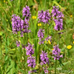 Stachys officinalis