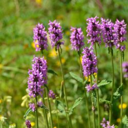 Stachys officinalis