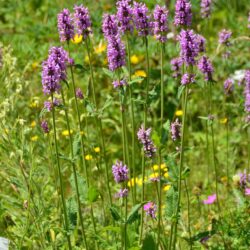 Stachys officinalis