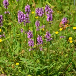 Stachys officinalis