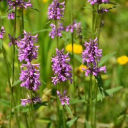 Stachys officinalis