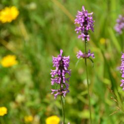 Stachys officinalis