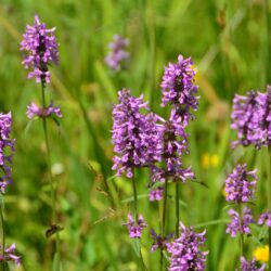 Stachys officinalis