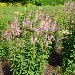 Veronicastrum virginicum Adoration