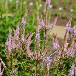 Veronicastrum virginicum Adoration