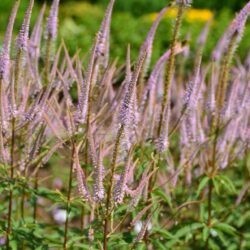 Veronicastrum virginicum Adoration