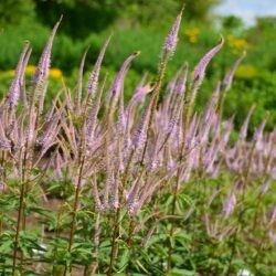 Veronicastrum virginicum Adoration