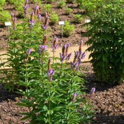 Veronicastrum virginicum Cupid