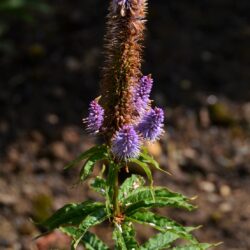 Veronicastrum virginicum Cupid