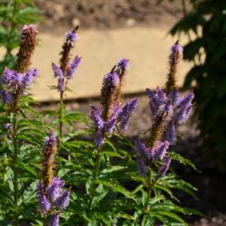 Veronicastrum virginicum Cupid