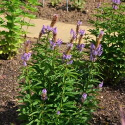 Veronicastrum virginicum Cupid