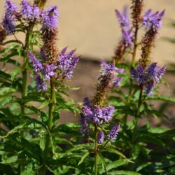 Veronicastrum virginicum Cupid