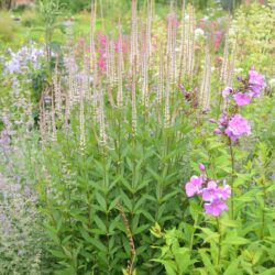 Veronicastrum virginicum Pink Glow