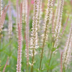 Veronicastrum virginicum Pink Glow