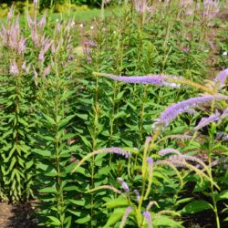 Veronicastrum virginicum Pink Glow