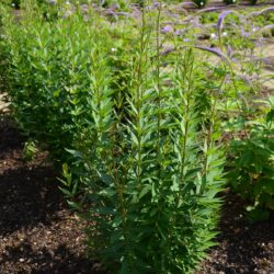 Veronicastrum virginicum Pink Glow